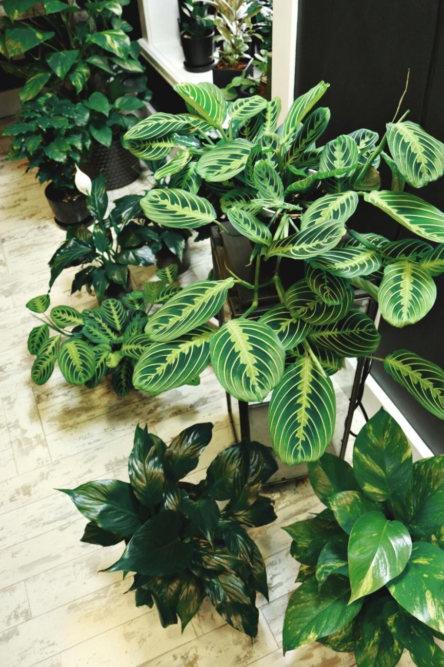 THE QUICK GUIDE TO STYLING WITH INDOOR PLANTS